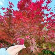 ふわり 🌼 ふわメロ