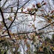 ヒメ日記 2026/03/30 08:09 投稿 栗山あん 若奥サマンサ（横浜ハレ系）