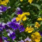 ヒメ日記 2026/04/27 08:11 投稿 栗山あん 若奥サマンサ（横浜ハレ系）