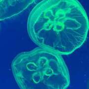 ヒメ日記 2025/09/19 05:43 投稿 みき イエスグループ熊本　Kawaii（カワイイ）