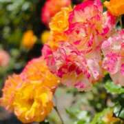 ヒメ日記 2026/04/24 19:03 投稿 みき イエスグループ熊本　Kawaii（カワイイ）