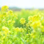 ヒメ日記 2025/02/25 14:04 投稿 はすみ 即アポ奥さん～浜松店～