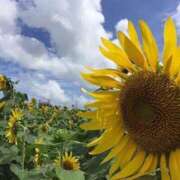 はすみ 花火大会！！ 即アポ奥さん～浜松店～
