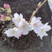 ヒメ日記 2025/04/01 15:29 投稿 みかこ ミルクハート（ユメオト）