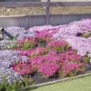 ヒメ日記 2025/05/17 10:04 投稿 浅倉 人妻風俗チャンネル