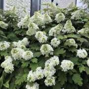 ヒメ日記 2025/06/01 08:21 投稿 浅倉 人妻風俗チャンネル