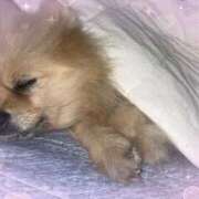 ヒメ日記 2025/08/22 22:33 投稿 浅倉 人妻風俗チャンネル