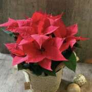 ヒメ日記 2025/12/01 10:16 投稿 浅倉 人妻風俗チャンネル