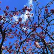 ヒメ日記 2025/03/05 20:00 投稿 ジェシカ アラビアンナイト