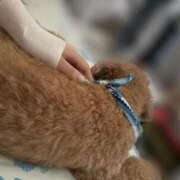 ヒメ日記 2025/10/13 13:52 投稿 せいら☆可愛すぎる未経験性徒♪ 妹系イメージSOAP萌えフードル学園 大宮本校