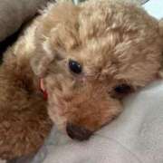 ヒメ日記 2025/11/28 16:51 投稿 せいら☆可愛すぎる未経験性徒♪ 妹系イメージSOAP萌えフードル学園 大宮本校