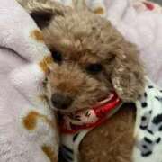 せいら☆可愛すぎる未経験性徒♪ います❣️ 妹系イメージSOAP萌えフードル学園 大宮本校