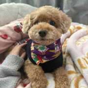 ヒメ日記 2026/01/04 16:14 投稿 せいら☆可愛すぎる未経験性徒♪ 妹系イメージSOAP萌えフードル学園 大宮本校