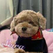 せいら☆可愛すぎる未経験性徒♪ このあと!! 妹系イメージSOAP萌えフードル学園 大宮本校