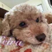 ヒメ日記 2026/02/09 16:25 投稿 せいら☆可愛すぎる未経験性徒♪ 妹系イメージSOAP萌えフードル学園 大宮本校