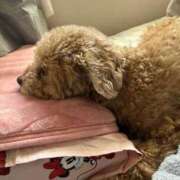 ヒメ日記 2026/03/07 16:19 投稿 せいら☆可愛すぎる未経験性徒♪ 妹系イメージSOAP萌えフードル学園 大宮本校