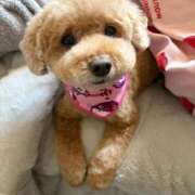 ヒメ日記 2026/03/15 16:30 投稿 せいら☆可愛すぎる未経験性徒♪ 妹系イメージSOAP萌えフードル学園 大宮本校