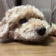 ヒメ日記 2026/04/04 21:17 投稿 せいら☆可愛すぎる未経験性徒♪ 妹系イメージSOAP萌えフードル学園 大宮本校