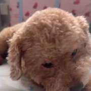 ヒメ日記 2026/06/12 15:19 投稿 せいら☆可愛すぎる未経験性徒♪ 妹系イメージSOAP萌えフードル学園 大宮本校
