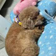 ヒメ日記 2026/09/04 19:33 投稿 せいら☆可愛すぎる未経験性徒♪ 妹系イメージSOAP萌えフードル学園 大宮本校