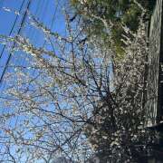 ようこ 日中20度越え 豊満熟女