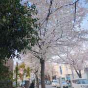 ヒメ日記 2025/04/11 11:47 投稿 しおり【２位】 LOVE MISSILE（ラブミサイル）