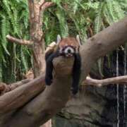 しおり【２位】 ごめんなさい… LOVE MISSILE（ラブミサイル）