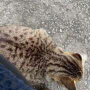 ヒメ日記 2025/03/13 10:45 投稿 ゆうか 待ちナビ