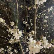 ヒメ日記 2025/03/26 10:31 投稿 ゆうか 待ちナビ