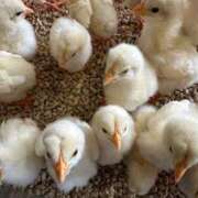 ヒメ日記 2025/02/04 12:21 投稿 猫宮みけ(単体AV女優) プレイボーイ　アゲハ