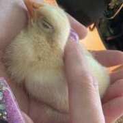 猫宮みけ(単体AV女優) 明日！ プレイボーイ　アゲハ