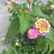 ヒメ日記 2026/06/23 06:15 投稿 中原　りさ YUDEN〜油殿〜谷九・日本橋店
