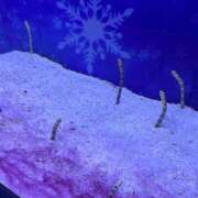 ヒメ日記 2025/03/01 18:51 投稿 静間みこ お姉さんCLUB