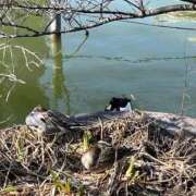 ヒメ日記 2025/03/03 18:36 投稿 静間みこ お姉さんCLUB