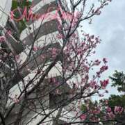 ヒメ日記 2025/02/28 13:19 投稿 あやめ チューリップ福井別館