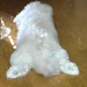 ヒメ日記 2025/04/15 12:54 投稿 あやめ チューリップ福井別館