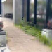 ヒメ日記 2025/07/09 20:54 投稿 あやめ チューリップ福井別館