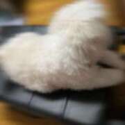 ヒメ日記 2025/08/09 14:04 投稿 あやめ チューリップ福井別館