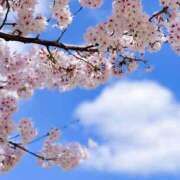 ヒメ日記 2025/04/06 11:44 投稿 れいか【梅田堂山女学院】 梅田堂山女学院