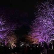 ヒメ日記 2025/05/17 12:47 投稿 れいか【梅田堂山女学院】 梅田堂山女学院