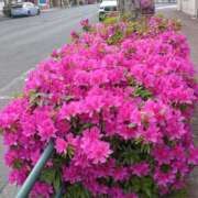 ヒメ日記 2025/05/06 11:31 投稿 つぼね ホワイトハウス