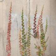 ヒメ日記 2025/12/11 11:30 投稿 つぼね ホワイトハウス