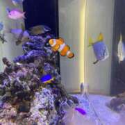 ヒメ日記 2025/03/11 21:12 投稿 ヒトミ Club 妻