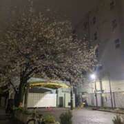 ヒメ日記 2025/04/01 14:48 投稿 ヒトミ Club 妻