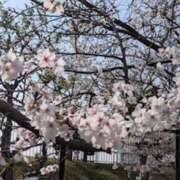 ヒメ日記 2026/04/05 21:06 投稿 ヒトミ Club 妻