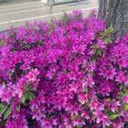 ヒメ日記 2026/04/16 16:39 投稿 ヒトミ Club 妻