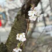 神楽（かぐら） 住んでるところの桜咲いたよ フュージョンスパ