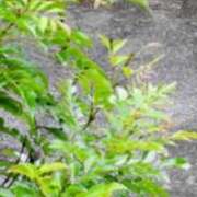 ヒメ日記 2026/06/08 18:05 投稿 玲菜（れいな） フュージョンスパ