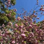 ヒメ日記 2025/04/15 12:16 投稿 Anri LUXURY（ラグジュアリー）