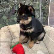 ヒメ日記 2025/01/22 20:10 投稿 せいら 北九州人妻倶楽部（三十路、四十路、五十路）